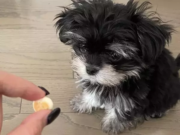 生後10ヶ月の子犬におやつを見せた結果→『喜んで食べる』と思ったら…想像の上をいく『まさかの光景』に2万いいね「可愛すぎ」「ぬいぐるみ」