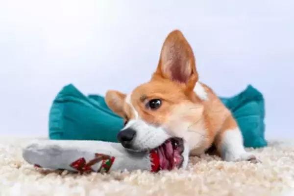 犬に危険な『手作りおもちゃ』５選　最悪の場合、死に至ることも…注意点まで解説