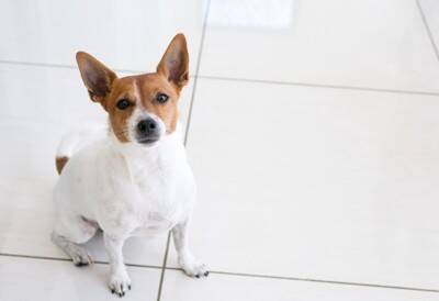 犬が飼い主を『心配』しているサイン５選　愛犬は人間の体調不良や悲しみがわかる？