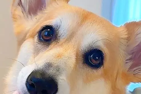 トイレシーツを変えていたら、なぜか近づいてきた犬→ふと振り返ると…まさかの『賢すぎる気遣い』に反響「ママの行動よく見てる」「優しい子」