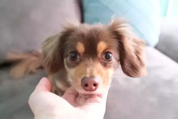 犬が『あご乗せ』してくる心理５選　飼い主のそばを離れない理由や適切な対応まで