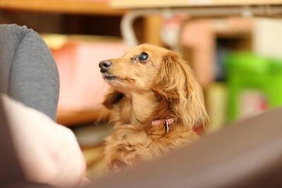 犬が『あご乗せ』してくる心理５選　飼い主のそばを離れない理由や適切な対応まで