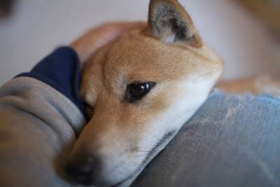 犬が『あご乗せ』してくる心理５選　飼い主のそばを離れない理由や適切な対応まで