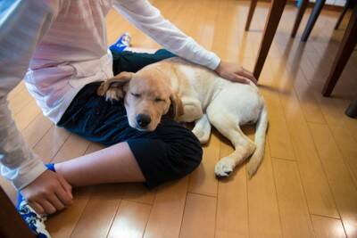 犬が『あご乗せ』してくる心理５選　飼い主のそばを離れない理由や適切な対応まで