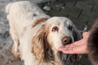 犬が人間のニオイを嗅ぎたがるのはなぜ？ワンコが気になる飼い主の体の部位や注意点まで解説