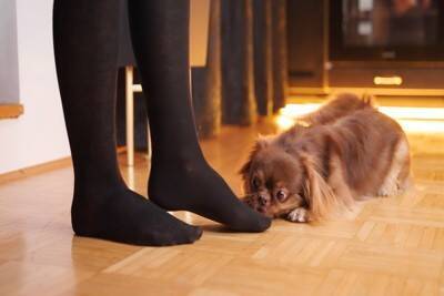 犬が人間のニオイを嗅ぎたがるのはなぜ？ワンコが気になる飼い主の体の部位や注意点まで解説