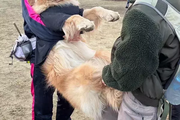 遊びに夢中で呼んでも無視する大型犬→仕方がないので、二人がかりで…強制連行される光景と『まさかの表情』が話題「意思の強さｗｗ」「精神力」