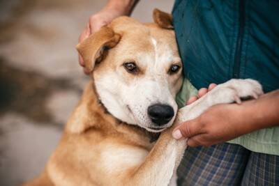 犬に悪影響を及ぼすコミュニケーション方法4つ　愛犬の気分を害する飼い主のタブー行為とは？