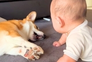 赤ちゃんに大きな声で『ワンッ』と吠えた犬→『ビックリさせてしまった』と思ったのか…まさかの気遣いが141万再生「頭良すぎ」「優しい子」