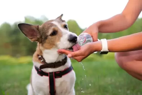 犬が『暑がっている』ときにみせる仕草や行動4つ　夏バテのサインや初期症状まで