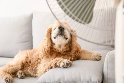 犬が『暑がっている』ときにみせる仕草や行動4つ　夏バテのサインや初期症状まで