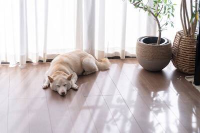 犬にとって『居心地が悪い』場所4つ　愛犬に安心してくつろいでもらうために意識すべきポイントとは？