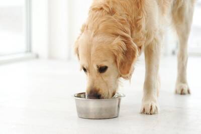 犬は『そうめん』を食べても大丈夫？正しい与え方や一日の適正量まで解説