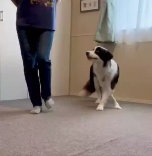 犬が『飼い主の真似』を極めた結果…まさかの『モデルウォーク』が華麗すぎると99万表示「私より上手くて草」「賢すぎ、かわいい」と大絶賛