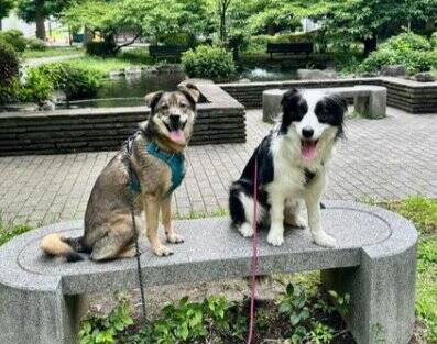 犬が『飼い主の真似』を極めた結果…まさかの『モデルウォーク』が華麗すぎると99万表示「私より上手くて草」「賢すぎ、かわいい」と大絶賛