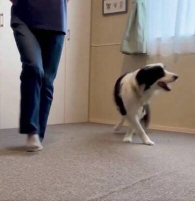 犬が『飼い主の真似』を極めた結果…まさかの『モデルウォーク』が華麗すぎると99万表示「私より上手くて草」「賢すぎ、かわいい」と大絶賛