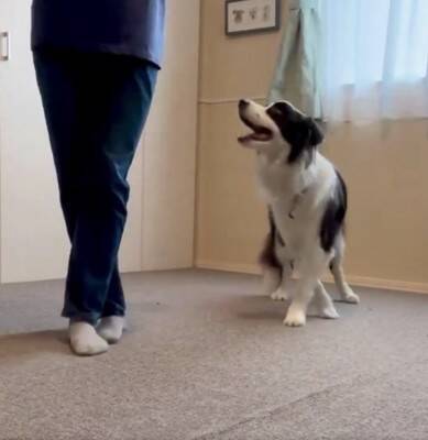 犬が『飼い主の真似』を極めた結果…まさかの『モデルウォーク』が華麗すぎると99万表示「私より上手くて草」「賢すぎ、かわいい」と大絶賛
