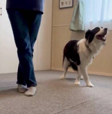 犬が『飼い主の真似』を極めた結果…まさかの『モデルウォーク』が華麗すぎると99万表示「私より上手くて草」「賢すぎ、かわいい」と大絶賛