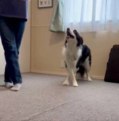 犬が『飼い主の真似』を極めた結果…まさかの『モデルウォーク』が華麗すぎると99万表示「私より上手くて草」「賢すぎ、かわいい」と大絶賛