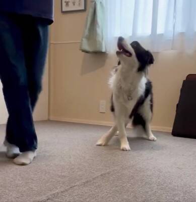 犬が『飼い主の真似』を極めた結果…まさかの『モデルウォーク』が華麗すぎると99万表示「私より上手くて草」「賢すぎ、かわいい」と大絶賛