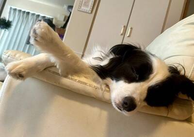 犬が『飼い主の真似』を極めた結果…まさかの『モデルウォーク』が華麗すぎると99万表示「私より上手くて草」「賢すぎ、かわいい」と大絶賛