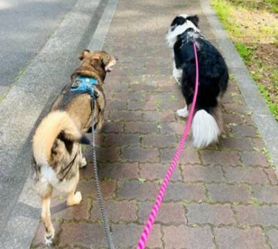 犬が『飼い主の真似』を極めた結果…まさかの『モデルウォーク』が華麗すぎると99万表示「私より上手くて草」「賢すぎ、かわいい」と大絶賛