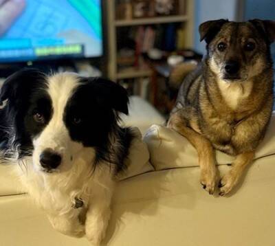 犬が『飼い主の真似』を極めた結果…まさかの『モデルウォーク』が華麗すぎると99万表示「私より上手くて草」「賢すぎ、かわいい」と大絶賛