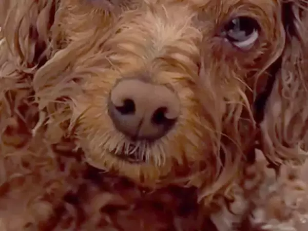 山登りから帰ってきた犬が『お風呂に浸かった』結果→限界を迎えてしまい…気持ちよすぎて『溶けてしまう光景』が28万再生「人間の赤ちゃんｗ」