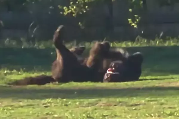 ドッグランで誰にも構ってもらえなかった大型犬→想像以上に激しい『ひとり遊び』が94万再生「デカすぎて別の生物かとｗｗｗ」「可愛すぎ」