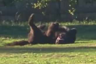 ドッグランで誰にも構ってもらえなかった大型犬→想像以上に激しい『ひとり遊び』が94万再生「デカすぎて別の生物かとｗｗｗ」「可愛すぎ」