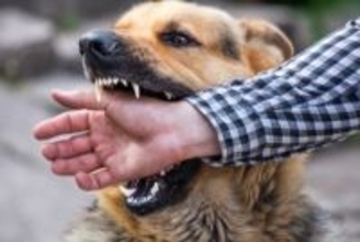 犬の『噛み癖』を放っておいてはいけない理由4選　問題行動を助長させる飼い主の行動まで
