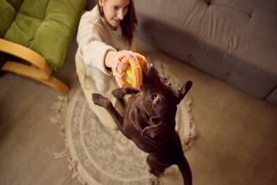 犬の『噛み癖』を放っておいてはいけない理由4選　問題行動を助長させる飼い主の行動まで