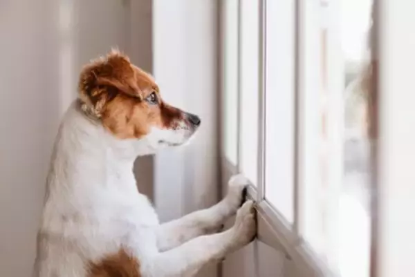 犬が『落ち着けない場所』3つ　安心させるためにはどうしたらいいの？快適な環境づくりのコツまで