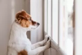 犬が『落ち着けない場所』3つ　安心させるためにはどうしたらいいの？快適な環境づくりのコツまで