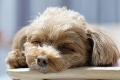 犬が『落ち着けない場所』3つ　安心させるためにはどうしたらいいの？快適な環境づくりのコツまで