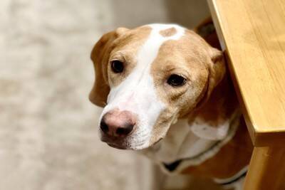 犬が『落ち着けない場所』3つ　安心させるためにはどうしたらいいの？快適な環境づくりのコツまで