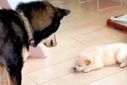 自分の子供と初めて会った父犬→『近くに行って確認した』と思ったら…想像と違った『辛辣な反応』が208万再生「おもろい」「なんでやねんｗ」