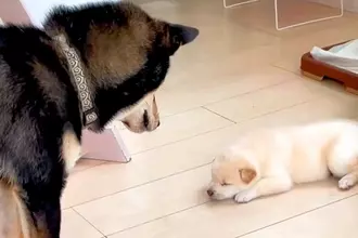 自分の子供と初めて会った父犬→『近くに行って確認した』と思ったら…想像と違った『辛辣な反応』が208万再生「おもろい」「なんでやねんｗ」