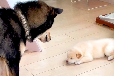 自分の子供と初めて会った父犬→『近くに行って確認した』と思ったら…想像と違った『辛辣な反応』が208万再生「おもろい」「なんでやねんｗ」
