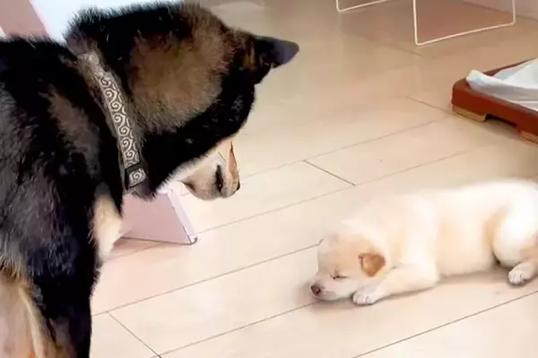 自分の子供と初めて会った父犬→『近くに行って確認した』と思ったら…想像と違った『辛辣な反応』が208万再生「おもろい」「なんでやねんｗ」