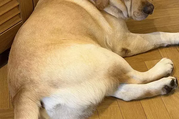 『今日は帰りが遅くなります』と大型犬に伝えた結果→不服そうに…わかりやす過ぎる『表情』に爆笑「飲み会を恨んでる顔だ…」「睨んでて笑った」