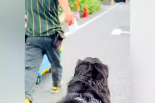 『クロネコヤマト配達員』が台車を押していたら、後ろから『超大型犬』が来て…微笑ましい光景が33万再生「ルンルン可愛い」「疲れ吹っ飛ぶ」