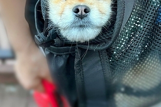 散歩中、カバンの中に入る犬→ふと様子を見てみたら『顔面』が…思っていたのと違う光景に爆笑「いい顔してて草」「こういう爺さんいるｗｗ」