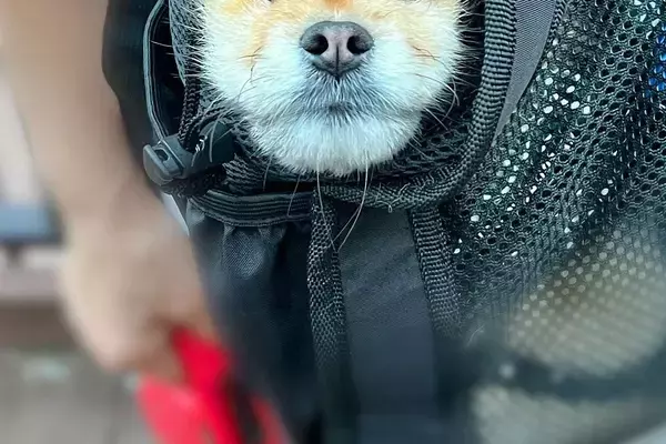 散歩中、カバンの中に入る犬→ふと様子を見てみたら『顔面』が…思っていたのと違う光景に爆笑「いい顔してて草」「こういう爺さんいるｗｗ」