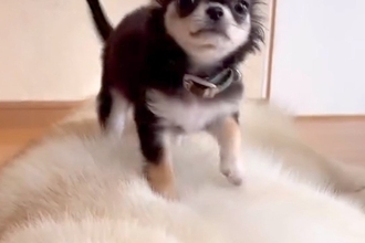 『生後100日の極小赤ちゃん犬』が先輩の大型犬に乗った結果→『怒るかな』と思ったら…あまりにも尊い光景が102万再生「マット扱いで草」