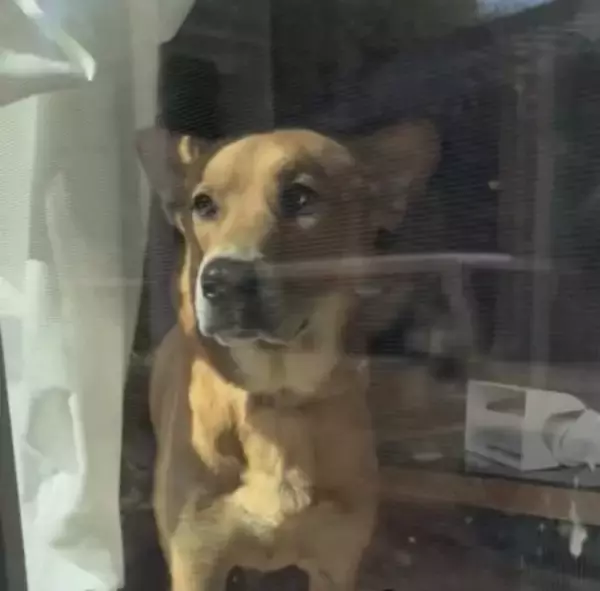 マムシにかまれて入院→退院後、帰宅したら犬が…心が通じ合っているような『大喜びする光景』が尊すぎると19万再生「嬉しさ爆発」「愛おしい」