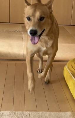 マムシにかまれて入院→退院後、帰宅したら犬が…心が通じ合っているような『大喜びする光景』が尊すぎると19万再生「嬉しさ爆発」「愛おしい」