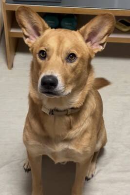 マムシにかまれて入院→退院後、帰宅したら犬が…心が通じ合っているような『大喜びする光景』が尊すぎると19万再生「嬉しさ爆発」「愛おしい」