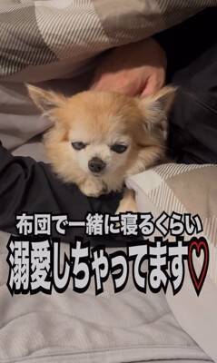 『犬の面倒なんて見ないぞ』と思っていた昭和のおじさんがワンコを飼ったら…まさかの光景が4万再生「うちの主人をみたいｗ」「甘々で草」
