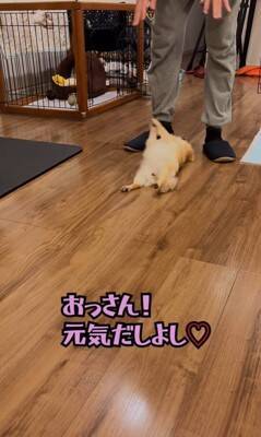 『犬の面倒なんて見ないぞ』と思っていた昭和のおじさんがワンコを飼ったら…まさかの光景が4万再生「うちの主人をみたいｗ」「甘々で草」